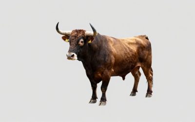 Best Bull Floats for Smooth Concrete Finishes