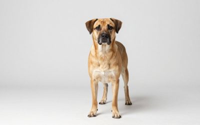Best Dog Houses for All-Weather Comfort