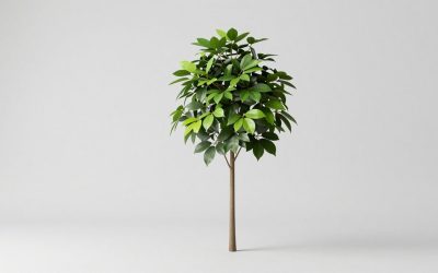 Best Outdoor Plant Stands for Patio & Garden