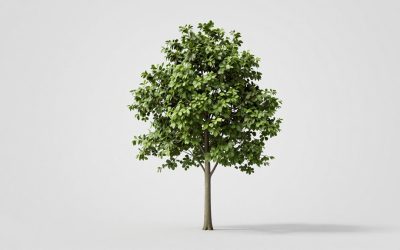 Best Trees Cut Down for Toilet Paper in 2026: Top Picks for Every Budget